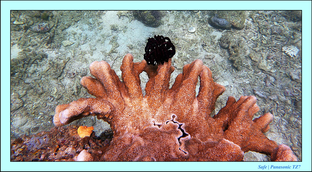 2012 - 07 - Boracay plongee - 14